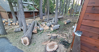 Tree Removal