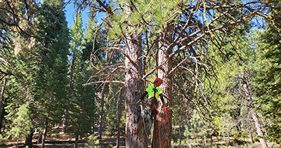 Tree Trimming