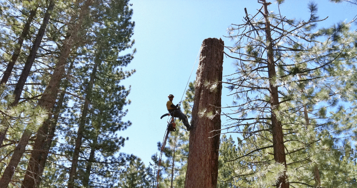 treeremoval.gif